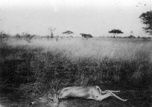 Erlegte Grants-Gazelle