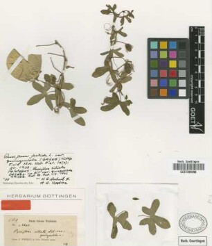 Passiflora ciliata Aiton var. quinqueloba Griseb.
