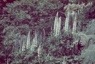 Schloss Eckberg, Park : Alpinum, Lupinen, Schloss Eckberg, Park