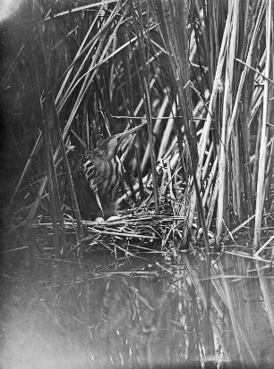 Rohrdommel : Rohrdommel (Botaurus stellaris) auf dem Nest.