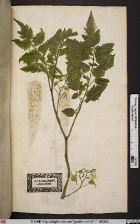Liebes=Aepffel. Lycopersicum. [Tomate]