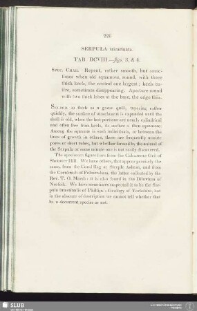 Serpula tricarinata. Tab. DCVIII.—figs. 3. & 4