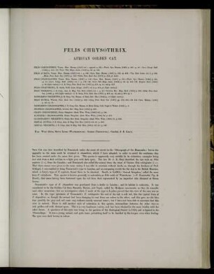 Felis Chrysothrix
