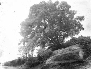 Am Flussufer : Mächtiger Baum am Flussufer