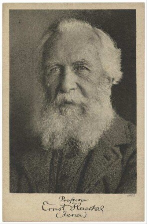 Reproduktion von Ernst Haeckel (1834-1919)