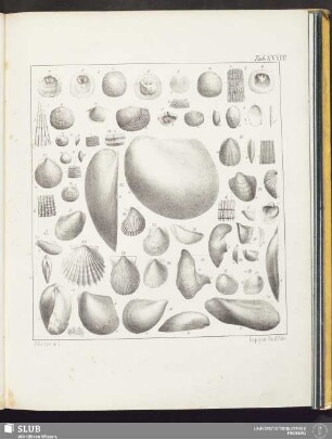 Tab. XXXVII