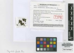Plagiochila fracta Pócs [isotype]