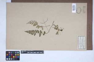 Asplenium lanceolatum Huds.