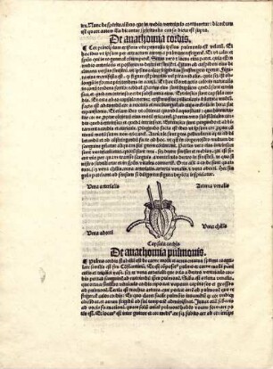 De anathomia pulmonis.