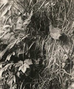 Wasseramsel (Cinclus cinclus L. ), fütternd am Nest