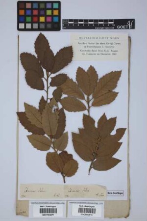 Quercus suber L.