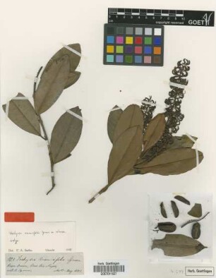 Vochysia vismiifolia Spruce ex Warm. [isotype]