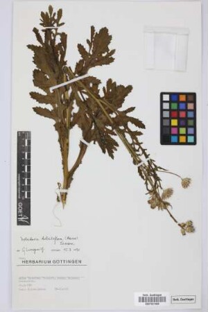Volutaria tubuliflora (Murb.) Sennen