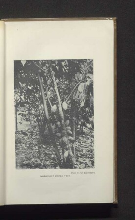 Amelonado cacao tree.