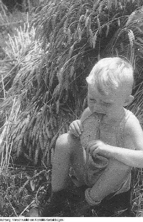 Guttau-Brösa, Ernte, 1947