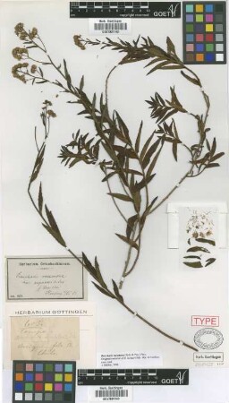 Baccharis racemosa (Ruiz & Pav.) Pers. var. eupatorioides (Hook. & Arn.) Kuntze