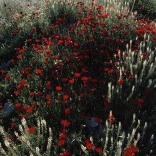 Lesbos, Mytilíni. Mohn (Papaver) im weitläufigen Hof des Kastrons