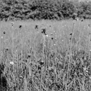 Wiese : Oberlausitz. Blumenwiese