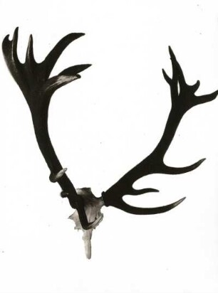 Rothirsch (Cervus elaphus). Geweih, 10 Jahre. Abschuss im Forstamt Rautenkranz. Sächsische Jagdausstellung 1935
