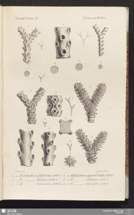 Pl. 622