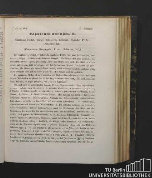 Solaneae. Capsicum annum, L. Spanischer Pfeffer, jährige Beissbeere, indischer, türkischer Pfeffer, Schotenpfeffer. (Pentandria Monogynia, L. - Solaneae, DeC.)