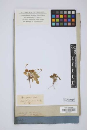 Lobelia setacea Smith