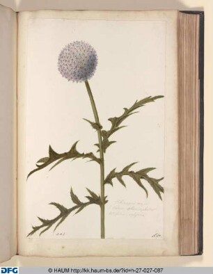 Echinopus major. S. Cardnus Sphaerocephalus latifolius, vulgaris.