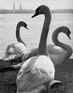 Hamburg. Schwäne an der Alster. Ein Dreiecksverhältnis ?