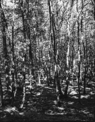 Buchenwald : Bäume des Buchenwaldes bei Völklingen