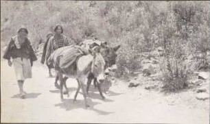 Quechua-Eseltreiben östlich von Tarabuco