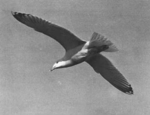 Silbermöwe (Larus argentatus) im Flug