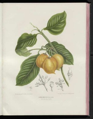 Xanthochymus dulcis