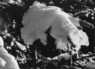 Fichtelgebirge. Nadelbaumzweig mit Schnee