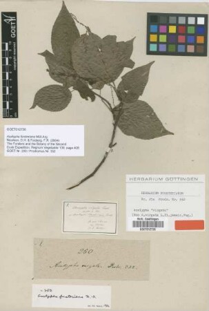 Acalypha forsteriana Müll.Arg. [type]