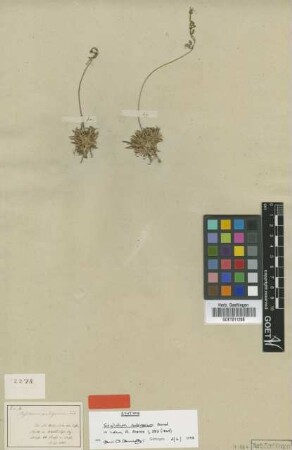 Stylidium pubigerum Sond. [syntype]