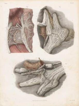 Mikroskopische Studie des Nervus trigeminus