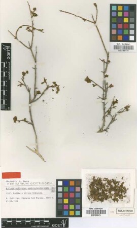 Buddleja misera Kraenzl. [type]