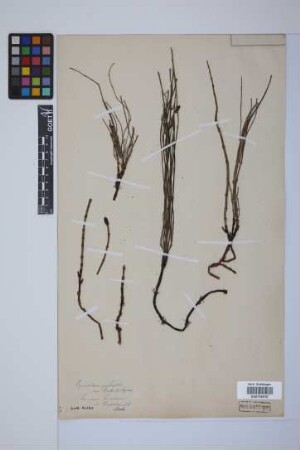 Equisetum palustre L.