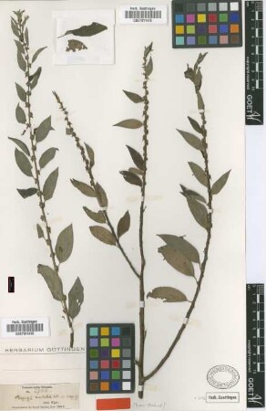 Pouzolzia auriculata Wight [syntype]