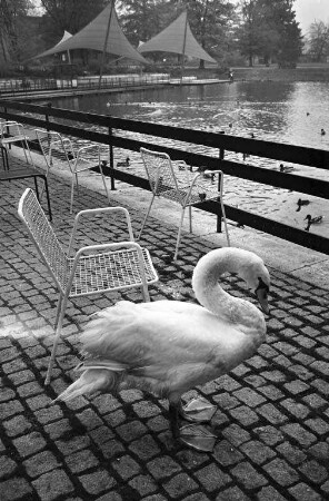 Schwäne im Stadtgarten.