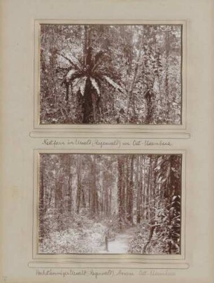 links: Nestfarn im Urwald (Regenwald) von Ost-Usambara rechts: Hochstämmiger Urwald (Regenwald) bei Amani in Ost-Usambara