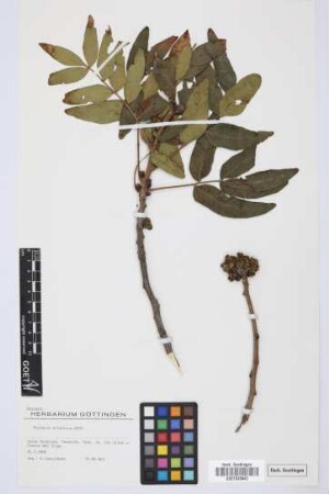 Pistacia atlantica atlantica Desf.
