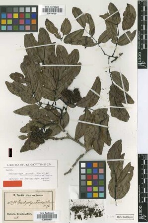 Brachystegia zenkeri Harms [isotype]