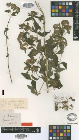 Stevia alpina Griseb. [type]