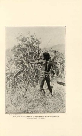 Plate XLIV. Negrito man of Bataan drawing a bow; Hog-bristle ornaments on the legs