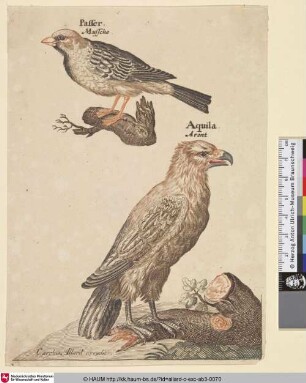 Passer Mussche (Passer domesticus) und Aquila Arent [Sperling und Adler; House sparrow and eagle]