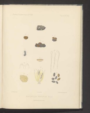 Ascobolus Minutus