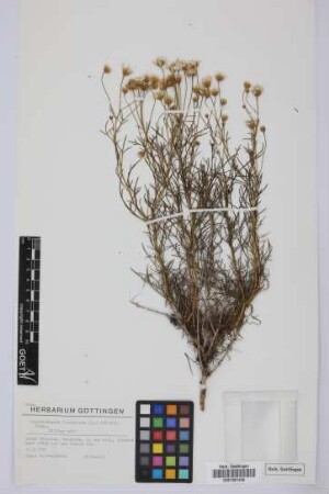 Argyranthemum frutescens (L.) Sch. Bip. subsp.