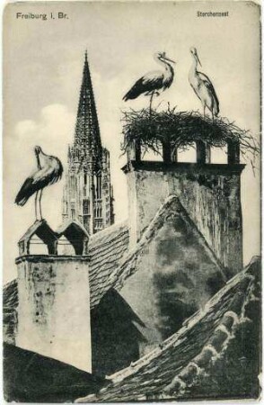 "Freiburg i. Br. - Storchennest"
