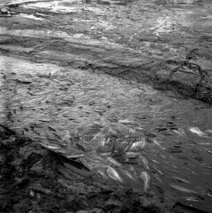Heilshooper Teich: Fischzucht Hans Duis: Karpfenfischen: Ablassen des Teiches: im Vordergrund zappelnde Karpfen